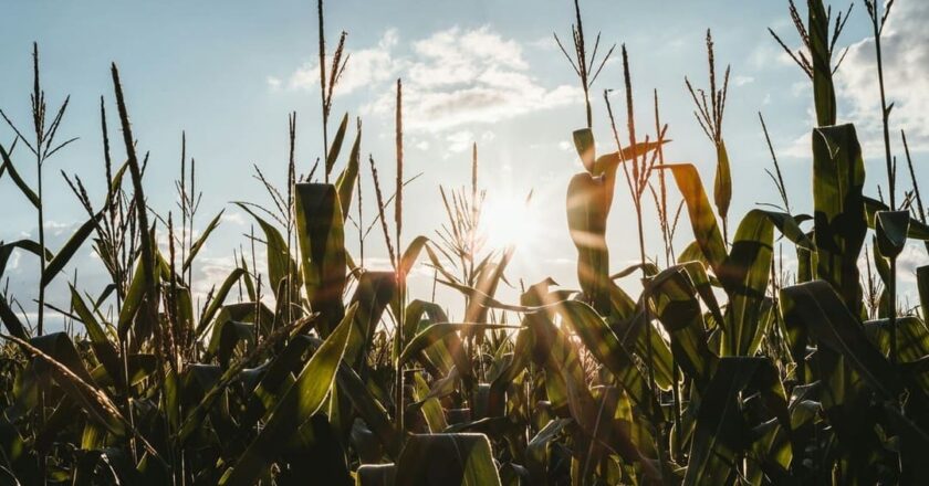 Ficohsa fortalece la producción agrícola a través del programa De mi Tierra